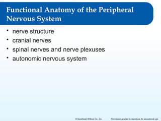 Functional Anatomy of the Peripheral
Nervous System
•
•
•
•

nerve structure
cranial nerves
spinal nerves and nerve plexuses
autonomic nervous system

© Goodheart-Willcox Co., Inc.

Permission granted to reproduce for educational use

 
