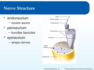 Nerve Structure
• endoneurium
– covers axons

• perineurium
– bundles fascicles

• epineurium
– wraps nerves

© Goodheart-Willcox Co., Inc.

Permission granted to reproduce for educational use

 