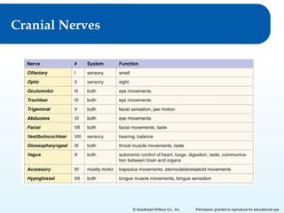 Cranial Nerves

© Goodheart-Willcox Co., Inc.

Permission granted to reproduce for educational use

 