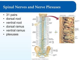 Spinal Nerves and Nerve Plexuses
•
•
•
•
•
•

31 pairs
dorsal root
ventral root
dorsal ramus
ventral ramus
plexuses

© Goodheart-Willcox Co., Inc.

Permission granted to reproduce for educational use

 