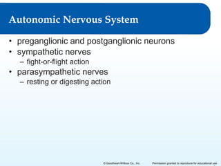 Autonomic Nervous System
• preganglionic and postganglionic neurons
• sympathetic nerves
– fight-or-flight action

• parasympathetic nerves
– resting or digesting action

© Goodheart-Willcox Co., Inc.

Permission granted to reproduce for educational use

 
