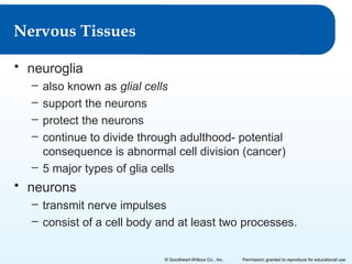 Nervous Tissues
• neuroglia
–
–
–
–

also known as glial cells
support the neurons
protect the neurons
continue to divide through adulthood- potential
consequence is abnormal cell division (cancer)
– 5 major types of glia cells

• neurons
– transmit nerve impulses
– consist of a cell body and at least two processes.
© Goodheart-Willcox Co., Inc.

Permission granted to reproduce for educational use

 