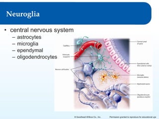 Neuroglia
• central nervous system
–
–
–
–

astrocytes
microglia
ependymal
oligodendrocytes

© Goodheart-Willcox Co., Inc.

Permission granted to reproduce for educational use

 