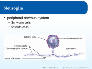 Neuroglia
• peripheral nervous system
– Schwann cells
– satellite cells

© Goodheart-Willcox Co., Inc.

Permission granted to reproduce for educational use

 