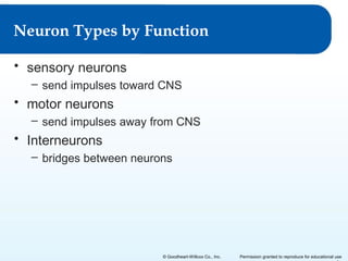 Neuron Types by Function
• sensory neurons
– send impulses toward CNS

• motor neurons
– send impulses away from CNS

• Interneurons
– bridges between neurons

© Goodheart-Willcox Co., Inc.

Permission granted to reproduce for educational use

 