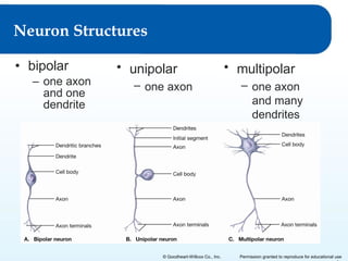 Neuron Structures
• bipolar
– one axon
and one
dendrite

• unipolar
– one axon

© Goodheart-Willcox Co., Inc.

• multipolar
– one axon
and many
dendrites

Permission granted to reproduce for educational use

 