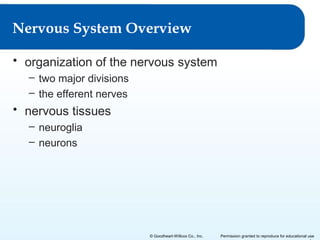 Nervous System Overview
• organization of the nervous system
– two major divisions
– the efferent nerves

• nervous tissues
– neuroglia
– neurons

© Goodheart-Willcox Co., Inc.

Permission granted to reproduce for educational use

 
