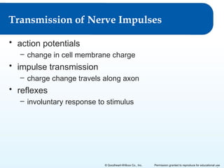Transmission of Nerve Impulses
• action potentials
– change in cell membrane charge

• impulse transmission
– charge change travels along axon

• reflexes
– involuntary response to stimulus

© Goodheart-Willcox Co., Inc.

Permission granted to reproduce for educational use

 