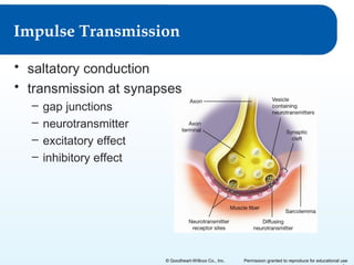 Impulse Transmission
• saltatory conduction
• transmission at synapses
–
–
–
–

gap junctions
neurotransmitter
excitatory effect
inhibitory effect

© Goodheart-Willcox Co., Inc.

Permission granted to reproduce for educational use

 