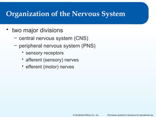 Organization of the Nervous System
• two major divisions
– central nervous system (CNS)
– peripheral nervous system (PNS)
• sensory receptors
• afferent (sensory) nerves
• efferent (motor) nerves

© Goodheart-Willcox Co., Inc.

Permission granted to reproduce for educational use

 