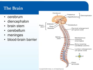 The Brain
•
•
•
•
•
•

cerebrum
diencephalon
brain stem
cerebellum
meninges
blood-brain barrier

© Goodheart-Willcox Co., Inc.

Permission granted to reproduce for educational use

 