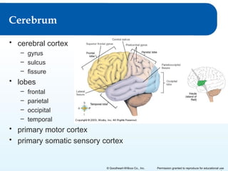 Cerebrum
• cerebral cortex
– gyrus
– sulcus
– fissure

• lobes
–
–
–
–

frontal
parietal
occipital
temporal

• primary motor cortex
• primary somatic sensory cortex

© Goodheart-Willcox Co., Inc.

Permission granted to reproduce for educational use

 