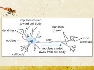 Neuro Cell Insect To study the nervous system of insect.pptx
