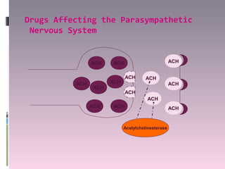 Drugs Affecting the Parasympathetic
 Nervous System


                ACH     ACH                         ACH


                              ACH      ACH
          ACH          ACH                          ACH
                 ACH
                              ACH
                                        ACH
                ACH     ACH                         ACH


                             Acetylcholinesterase
 
