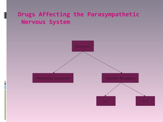 Drugs Affecting the Parasympathetic
 Nervous System


                            Receptors




     Muscarinic Receptors                Nicotinic Receptors




                                        N-1                    N-2
 