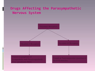 Drugs Affecting the Parasympathetic
 Nervous System


                                Nicotinic Receptors




        Nicotinic-I Receptors                         Nicotinic-II Receptors




Found at ganglions of
                                              Found at Neuromuscular junction of
Sympathetic and Parasympathetic
                                              Skeletal muscles.
Post- ganglionic fibers
 