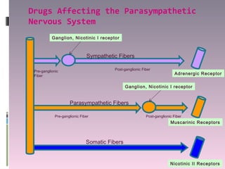 Drugs Affecting the Parasympathetic
Nervous System
           Ganglion, Nicotinic I receptor



                               Sympathetic Fibers

 Pre-ganglionic                          Post-ganglionic Fiber
 Fiber
                                                                            Adrenergic Receptor


                                                Ganglion, Nicotinic I receptor


                     Parasympathetic Fibers

             Pre-ganglionic Fiber                          Post-ganglionic Fiber
                                                                         Muscarinic Receptors



                               Somatic Fibers


                                                                         Nicotinic II Receptors
 