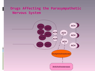 Drugs Affecting the Parasympathetic
 Nervous System


             ACH                                 ACH
                    ACH
             ACH          ACH       ACH
                    ACH                          ACH
              ACH
                          ACH
                                     ACH
             ACH    ACH                          ACH


                          Acetylcholinesterase




                          Anticholinesterases
 