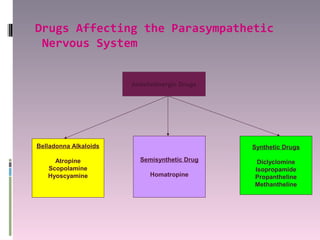 Drugs Affecting the Parasympathetic
 Nervous System


                       Anticholinergic Drugs




Belladonna Alkaloids                           Synthetic Drugs

     Atropine            Semisynthetic Drug     Diclyclomine
   Scopolamine                                 Isopropamide
   Hyoscyamine               Homatropine       Propantheline
                                               Methantheline
 