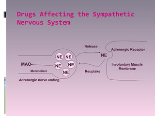 Drugs Affecting the Sympathetic
Nervous System


                                Release
                                                Adrenergic Receptor

                     NE NE                 NE

 MAO                NE     NE                   Involuntary Muscle
                                                    Membrane
      Metabolism                Reuptake
                          NE
Adrenergic nerve ending
 