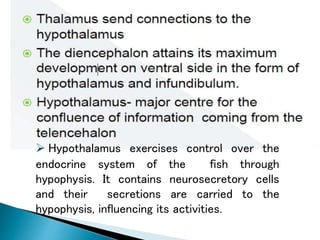  Hypothalamus exercises control over the
endocrine system of the fish through
hypophysis. It contains neurosecretory cells
and their secretions are carried to the
hypophysis, influencing its activities.
 