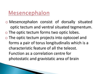 o Mesencephalon consist of dorsally situated
optic tectum and ventral situated tegmentum.
o The optic tectum forms two optic lobes.
o The optic tectum projects into optocoel and
forms a pair of torus longitudinalis which is a
characteristic feature of all the teleost.
Function as a correlation centre for
photostatic and gravistatic area of brain
 