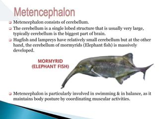  Metencephalon consists of cerebellum.
 The cerebellum is a single lobed structure that is usually very large,
typically cerebellum is the biggest part of brain.
 Hagfish and lampreys have relatively small cerebellum but at the other
hand, the cerebellum of mormyrids (Elephant fish) is massively
developed.
 Metencephalon is particularly involved in swimming & in balance, as it
maintains body posture by coordinating muscular activities.
 