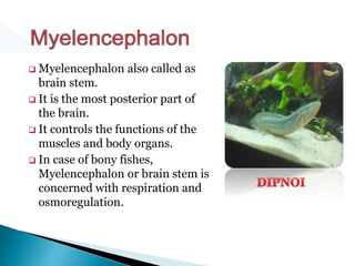  Myelencephalon also called as
brain stem.
 It is the most posterior part of
the brain.
 It controls the functions of the
muscles and body organs.
 In case of bony fishes,
Myelencephalon or brain stem is
concerned with respiration and
osmoregulation.
 