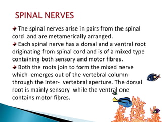 The spinal nerves arise in pairs from the spinal
cord and are metamerically arranged.
Each spinal nerve has a dorsal and a ventral root
originating from spinal cord and is of a mixed type
containing both sensory and motor fibres.
Both the roots join to form the mixed nerve
which emerges out of the vertebral column
through the inter- vertebral aperture. The dorsal
root is mainly sensory while the ventral one
contains motor fibres.
 