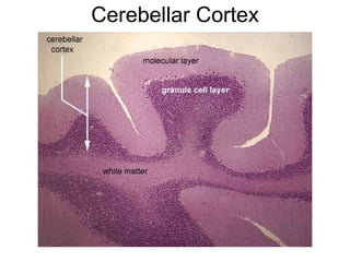 Cerebellar Cortex 