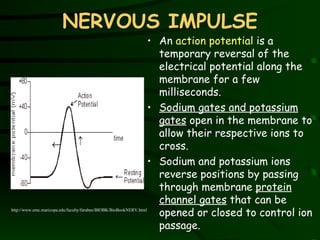 NERVOUS IMPULSE An  action potential  is a temporary reversal of the electrical potential along the membrane for a few milliseconds.  Sodium gates and potassium gates  open in the membrane to allow their respective ions to cross.  Sodium and potassium ions reverse positions by passing through membrane  protein channel gates  that can be opened or closed to control ion passage.  http://www.emc.maricopa.edu/faculty/farabee/BIOBK/BioBookNERV.html 