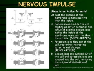 NERVOUS IMPULSE Steps in an Action Potential At rest the outside of the membrane is more positive than the inside.  Sodium moves inside the cell causing an action potential, the influx of positive sodium ions makes the inside of the membrane more positive than the outside.  (DEPOLARIZED) Potassium ions flow out of the cell, restoring the resting potential net charges.  (REPOLARIZED) Sodium ions are pumped out of the cell and potassium ions are pumped into the cell, restoring the original distribution of ions.  http://www.emc.maricopa.edu/faculty/farabee/BIOBK/BioBookNERV.html 