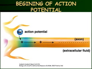 BEGINING OF ACTION POTENTIAL Audesirk Audesirk Byers Sixth Ed. Biology Life on earth, Instructions Resource CD-ROM, 2002 Prentice Hall 