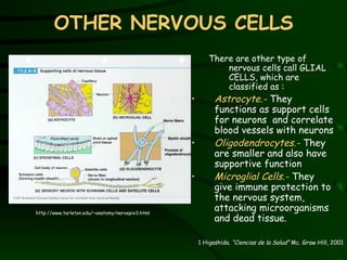 OTHER NERVOUS CELLS There are other type of nervous cells call GLIAL CELLS, which are classified as : Astrocyte.-  They functions as support cells for neurons  and correlate blood vessels with neurons  Oligodendrocytes.-  They are smaller and also have supportive function Microglial Cells.-  They give immune protection to the nervous system, attacking microorganisms and dead tissue. http://www.tarleton.edu/~anatomy/nervepix3.html 1 Higashida.  “Ciencias de la Salud”  Mc. Graw Hill, 2001 