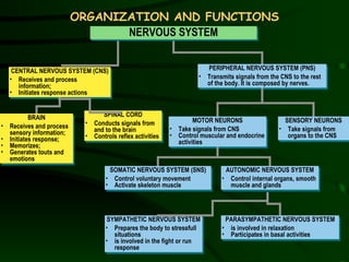 ORGANIZATION AND FUNCTIONS CENTRAL NERVOUS SYSTEM (CNS) Receives and process information; Initiates response actions BRAIN Receives and process sensory information; Initiates response; Memorizes; Generates touts and emotions SPINAL CORD Conducts signals from and to the brain Controls reflex activities PERIPHERAL NERVOUS SYSTEM (PNS) Transmits signals from the CNS to the rest of the body. It is composed by nerves. SENSORY NEURONS Take signals from organs to the CNS MOTOR NEURONS Take signals from CNS Control muscular and endocrine activities SOMATIC NERVOUS SYSTEM (SNS) Control voluntary movement Activate skeleton muscle AUTONOMIC NERVOUS SYSTEM Control internal organs, smooth muscle and glands SYMPATHETIC NERVOUS SYSTEM Prepares the body to stressfull situations is involved in the fight or  run  response  PARASYMPATHETIC NERVOUS SYSTEM is involved in relaxation  Participates in basal activities NERVOUS SYSTEM 