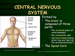CENTRAL NERVOUS SYSTEM Formed by The  brain :  is composed of three parts:  the  cerebrum  (seat of consciousness),  the  cerebellum , and  the  brain steam  (these latter two are "part of the unconscious brain") The  Spinal Cord http://health.allrefer.com/pictures-images/central-nervous-system.html http://www.emc.maricopa.edu/faculty/farabee/BIOBK/BioBookNERV.html 