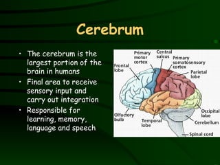Cerebrum The cerebrum is the largest portion of the brain in humans Final area to receive sensory input and carry out integration Responsible for learning, memory, language and speech 