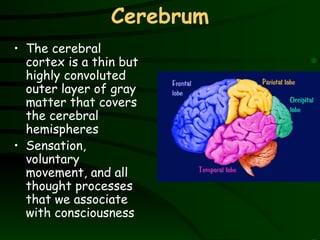 Cerebrum The cerebral cortex is a thin but highly convoluted outer layer of gray matter that covers the cerebral hemispheres Sensation, voluntary movement, and all thought processes that we associate with consciousness 