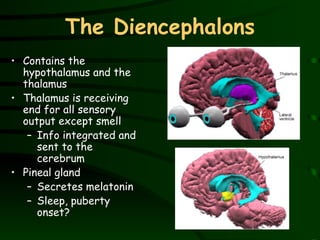 The Diencephalons Contains the hypothalamus and the thalamus Thalamus is receiving end for all sensory output except smell Info integrated and sent to the cerebrum Pineal gland Secretes melatonin Sleep, puberty onset? 