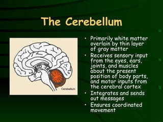 The Cerebellum Primarily white matter overlain by thin layer of gray matter Receives sensory input from the eyes, ears, joints, and muscles about the present position of body parts, and motor inputs from the cerebral cortex Integrates and sends out messages Ensures coordinated movement 