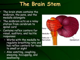The Brain Stem The brain stem contains the midbrain, the pons, and the medulla oblongata The midbrain acts as a relay station from cerebrum to spinal cord Contains reflex centers for visual, auditory, and tactile responses Works with the medulla to regulate breathing rate and has reflex centers for head to smell or sight Also vomiting, coughing, sneezing, hiccupping, and swallowing 