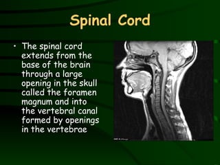 Spinal Cord The spinal cord extends from the base of the brain through a large opening in the skull called the foramen magnum and into the vertebral canal formed by openings in the vertebrae 