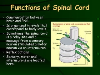 Functions of Spinal Cord Communication between brain and PNS Is organized in levels that correspond to body levels Sometimes the spinal cord is a relay site and a message from a sensory neuron stimulates a motor neuron via an interneuron Reflex actions Sensory, motor and interneurons are located here 