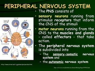 PERIPHERAL NERVOUS SYSTEM The  PNS  consists of  sensory neurons  running from stimulus  receptors  that inform the CNS of the stimuli  motor neurons  running from the CNS to the  muscles and glands  - called  effectors  - that take action. The  peripheral nervous system  is subdivided into  The   sensory-somatic  nervous system  and  the  autonomic  nervous system   http://www.sirinet.net/~jgjohnso/periperalns.html http://users.rcn.com/jkimball.ma.ultranet/BiologyPages/P/PNS.html 
