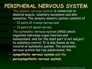 PERIPHERAL NERVOUS SYSTEM The somatic nervous system  is connected to skeletal muscle, voluntary movement and skin sensation.  The sensory-somatic system consists of  12 pairs of cranial nerves and  31 pairs of spinal nerves The autonomic nervous system  (ANS) which regulates individual organ function and homeostasis, and for the most part is not subject to voluntary control. It is also known as the visceral or automatic system .  The autonomic nervous system has two subdivisions, the  sympathetic nervous system  and the  parasympathetic nervous system .  http://users.rcn.com/jkimball.ma.ultranet/BiologyPages/P/PNS.html#sensory-somatic 