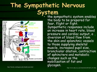 The Sympathetic Nervous System the sympathetic system enables the body to be prepared for fear, flight or fight. Sympathetic responses include an increase in heart rate, blood pressure and cardiac output, a diversion of blood flow from the skin and splanchnic vessels to those supplying skeletal muscle, increased pupil size, bronchiolar dilation, contraction of sphincters and metabolic changes such as the mobilization of fat and glycogen.  http://www.nda.ox.ac.uk/wfsa/html/u05/u05_011.htm http://faculty.washington.edu/chudler/auto.html 