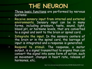 THE NEURON Three basic functions  are  performed  by nervous systems:  Receive sensory input from internal and external environments .   Sensory input can be in many forms, including pressure, taste, sound, light, blood pH, or hormone levels, that are converted to a signal and sent to the brain or spinal cord.  Integrate the input .  In the sensory centers of the brain or in the spinal cord, the barrage of input is integrated and a response is generated.  Respond to stimuli .  The response, a motor output, is a signal transmitted to organs than can convert the signal into some form of action, such as movement, changes in heart rate, release of hormones, etc.  http://www.emc.maricopa.edu/faculty/farabee/BIOBK/BioBookNERV.html 