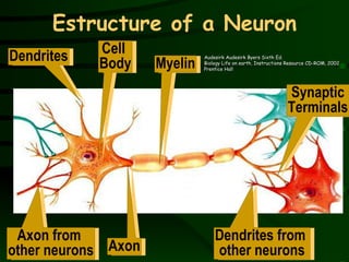 Estructure of a Neuron Cell  Body Dendrites Axon from  other neurons Axon Myelin Dendrites from  other neurons Audesirk Audesirk Byers Sixth Ed. Biology Life on earth, Instructions Resource CD-ROM, 2002 Prentice Hall Synaptic Terminals 