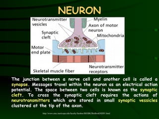 NEURON The junction between a nerve cell and another cell is called a  synapse . Messages travel within the neuron as an electrical action potential. The space between two cells is known as the  synaptic cleft . To cross the synaptic cleft requires the actions of  neurotransmitters   which   are stored in small  synaptic vessicles  clustered at the tip of the axon.  http://www.emc.maricopa.edu/faculty/farabee/BIOBK/BioBookNERV.html 
