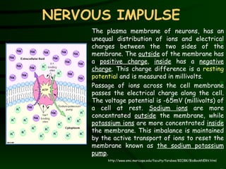 NERVOUS IMPULSE The plasma membrane of neurons, has an unequal distribution of ions and electrical charges between the two sides of the membrane. The  outside  of the membrane has a  positive charge ,  inside  has a  negative charge . This charge difference is a  resting potential  and is measured in millivolts.  Passage of ions across the cell membrane passes the electrical charge along the cell. The voltage potential is -65mV (millivolts) of a cell at rest.  Sodium ions  are more concentrated  outside  the membrane, while  potassium ions  are more concentrated  inside  the membrane. This imbalance is maintained by the active transport of ions to reset the membrane known as  the sodium potassium pump .  http://www.emc.maricopa.edu/faculty/farabee/BIOBK/BioBookNERV.html 